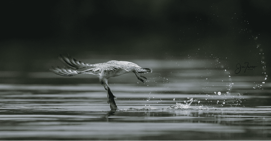 Birds in Flight - Global Shutter with Sony Alpha A9 MkIII - Birding