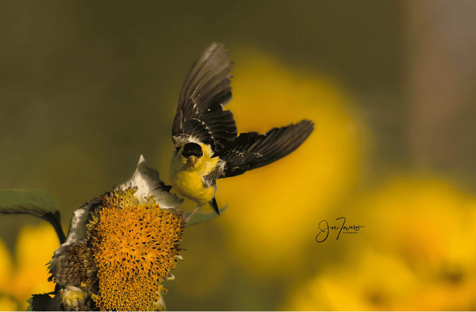 Birds in Flight - Sony Pre-Capture with Sony Alpha A9 MkIII