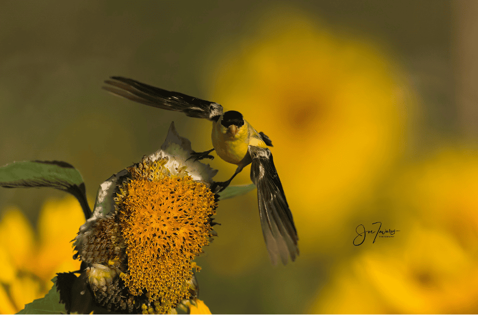 Birds in Flight - Sony Pre-Capture with Sony Alpha A9 MkIII