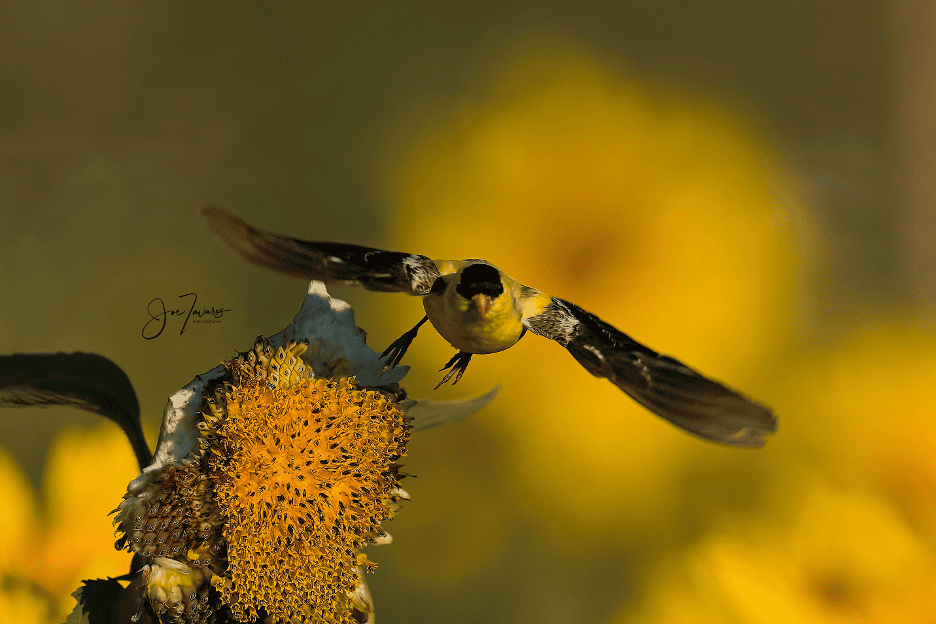 Birds in Flight - Sony Pre-Capture with Sony Alpha A9 MkIII - Birding