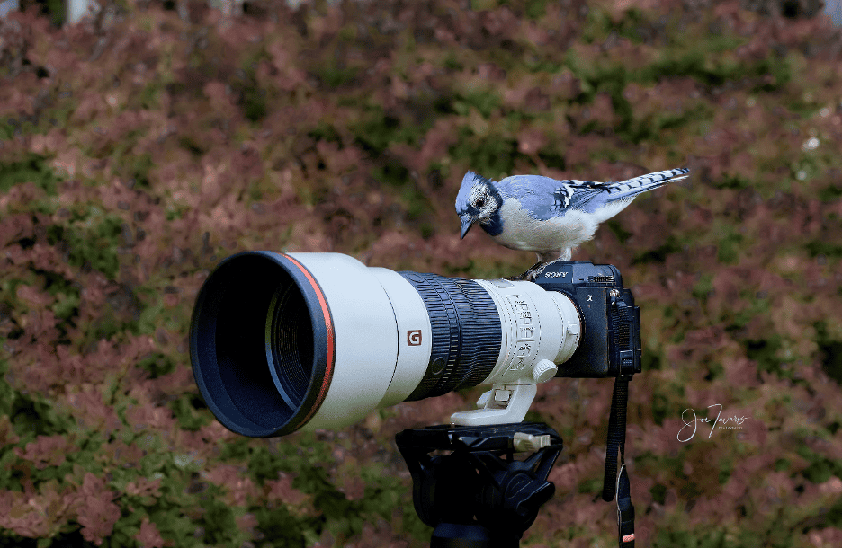 Birds in Flight - Sony Pre-Capture with Sony Alpha A9 MkIII - Birding