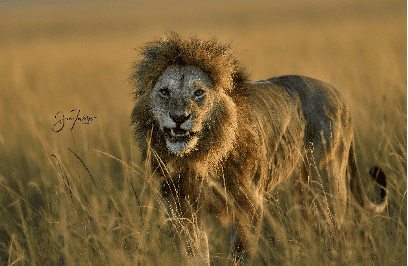 Joe Tavares Photography - Lion