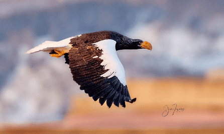 Joe Tavares Photography - Birding